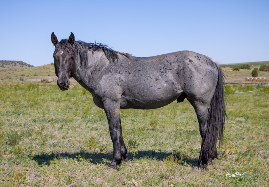 AQHA Sires - Freeman Horses, Colorado